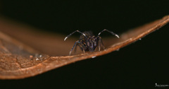 Ptenothrix italica