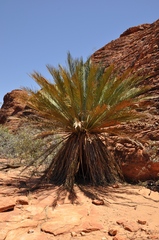 Macrozamia macdonnellii