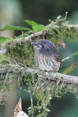 Malacoptila panamensis