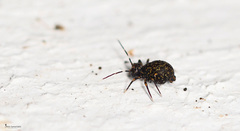 Ptenothrix italica