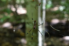 Trichonephila clavipes