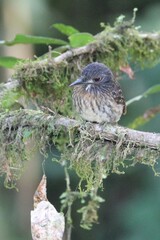 Malacoptila panamensis