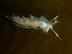 Coryphella cooperi