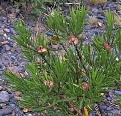 Colliguaja integerrima