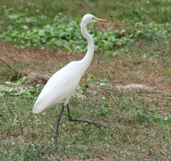 Ardea intermedia intermedia
