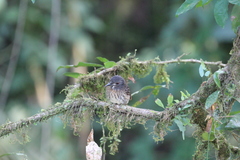 Malacoptila panamensis