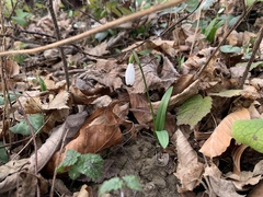 Galanthus woronowii