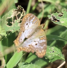 Anartia jatrophae