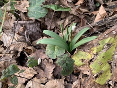 Galanthus woronowii