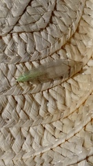 Chrysopidia ciliata