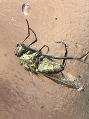 Leucophora