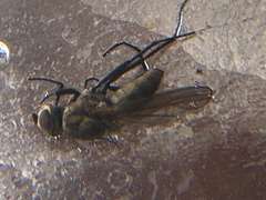 Leucophora