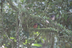 Malacoptila panamensis