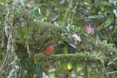 Malacoptila panamensis