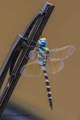 Anax immaculifrons