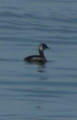 Podiceps auritus
