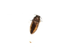 Acmaeodera flavolineata