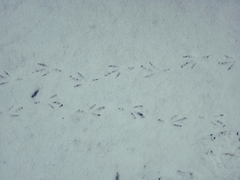 Streptopelia decaocto