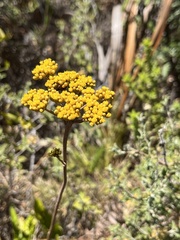 Helichrysum cymosum