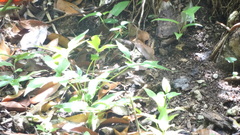 Sauria