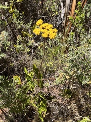Helichrysum cymosum