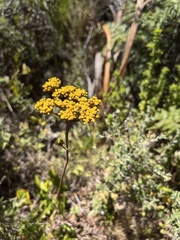 Helichrysum cymosum