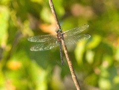 Somatochlora tenebrosa