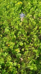 Phyteuma betonicifolium