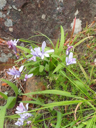 Image of Babiana fragrans by no rights reserved