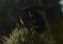 Melandrena