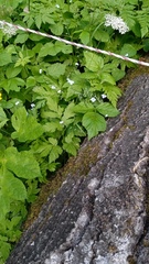 Ranunculus aconitifolius