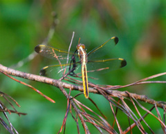 Libellula flavida
