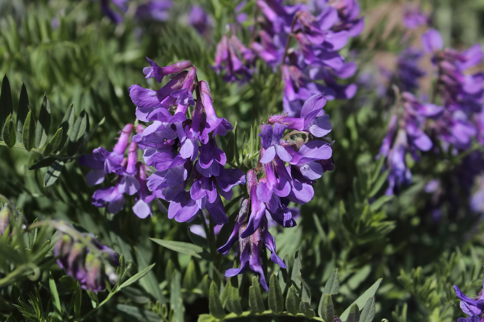 Vicia canescens