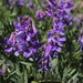 Vicia canescens - Photo (c) Mehmet Çelik, some rights reserved (CC BY-NC), uploaded by Mehmet Çelik