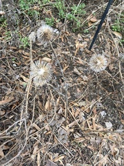Cephalanthus occidentalis