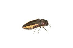Acmaeodera flavolineata