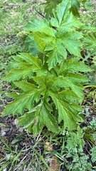Heracleum maximum