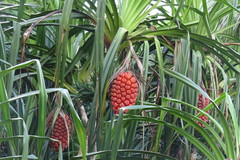 Pandanus grayorum