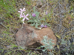 Astragalus purshii