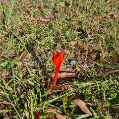 Haemanthus