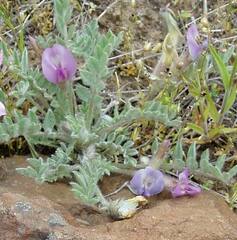 Astragalus purshii