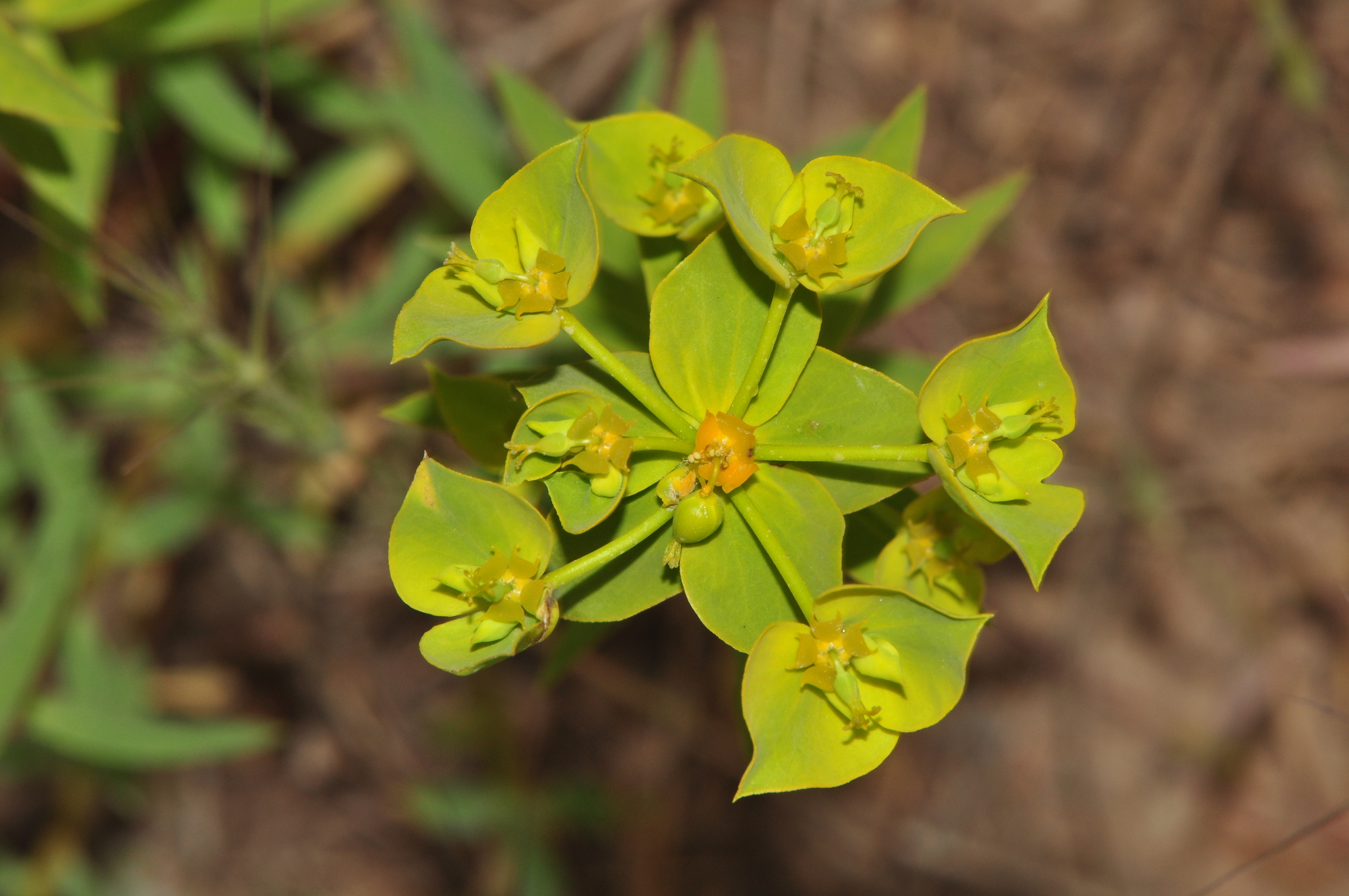 Euphorbia kopetdaghi