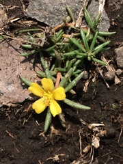 Portulaca pilosa