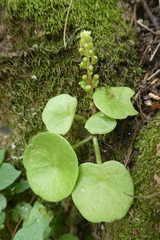 Umbilicus rupestris