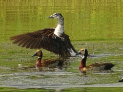 Sarkidiornis melanotos