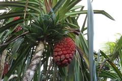 Pandanus grayorum