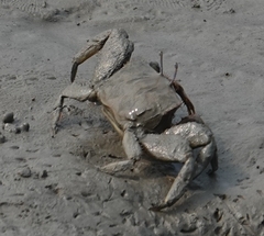Macrophthalmus