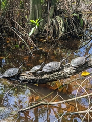 Trachemys stejnegeri