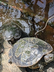 Trachemys stejnegeri