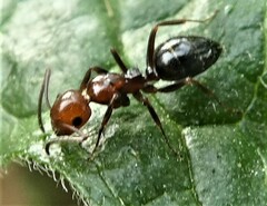 Camponotus lateralis